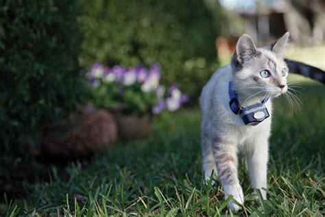 Hidden fence's dogwatch® brand is the most trusted for electric dog fences and cat fence a lightweight, waterproof dog fence receiver collar worn by your pet picks up this harmless signal. How To Make An Electric Fence For Cats (Easy Steps)