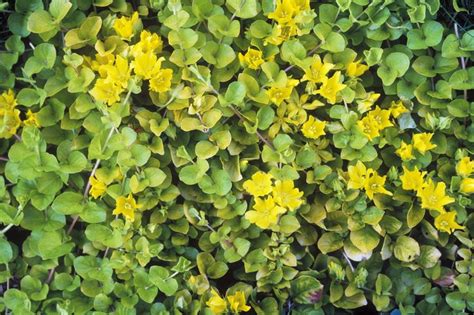 Lose The Lawn Creeping Jenny Ground Cover Plants Grass Alternatives
