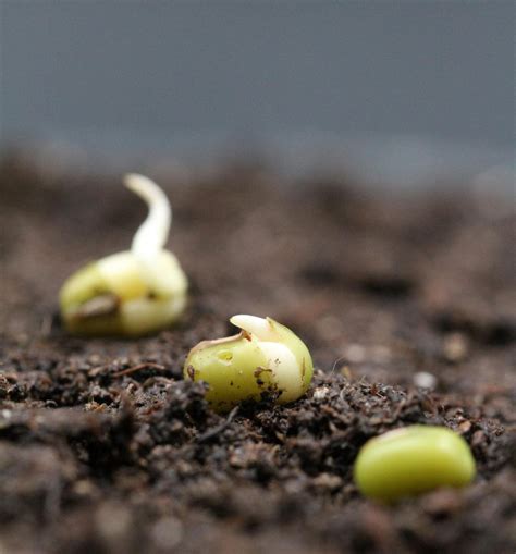 Germination Of Seeds