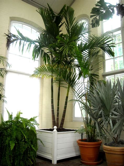 Bring On The Palms Indoors Plantscapers