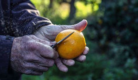saving the original jaffa orange an israeli orchard takes a stand haaretz com