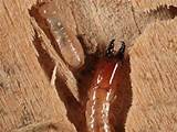Images of Dedicated Termite Exterminators