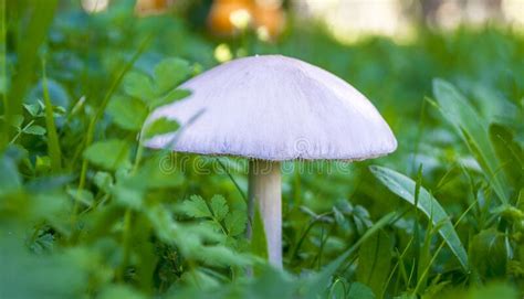 White Mushroom Stock Image Image Of Food Natural Season 207248481