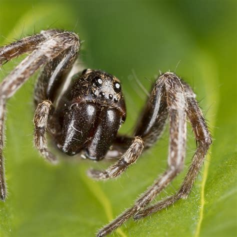 Are Wolf Spiders Dangerous · Extermpro