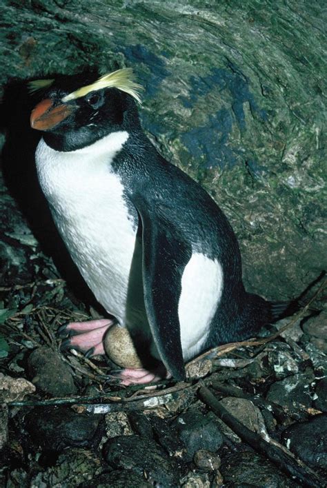 Fiordland Crested Penguin New Zealand Birds Online Penguins