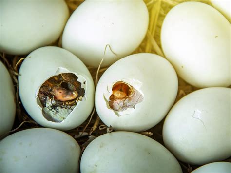 How Do Birds Eggs Hatch Full Process Explained Unianimal