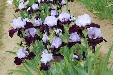 Photo Of The Bloom Of Tall Bearded Iris Iris Private Eye Posted By
