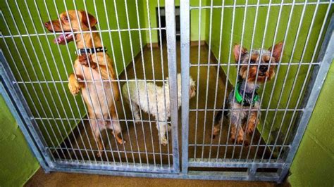Orange County Animal Services Offering 10 Adoptions Orlando Sentinel