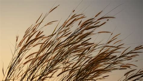 Reeds Blowing In The Wind At Powderham Castle Devon Uk Sunset