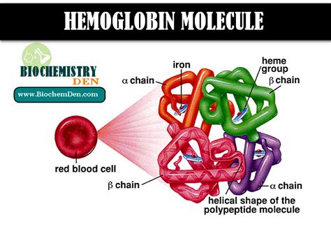 Hemoglobin Structure Function And Its Properties