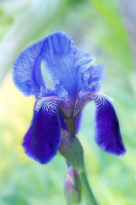 Royalty Free Photo Focus Photography Of Blue Iris Flower Pickpik