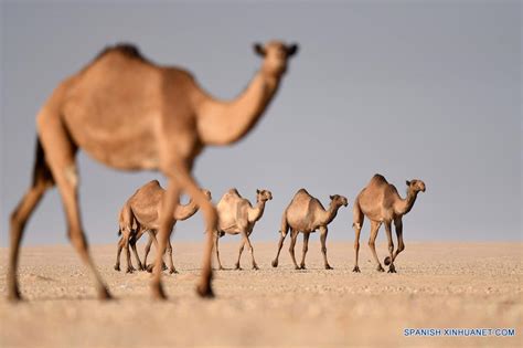 Camellos En Desierto En Kuwait