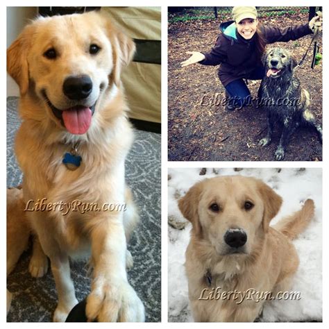 The golden retriever is a large sized, energetic breed, serving as efficient gun dogs used for retrieving waterfowl and game birds. Liberty Run Golden Retrievers - Breeders of healthy ...