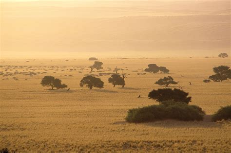 Savanna African Grasslands Wildlife And Climate Britannica