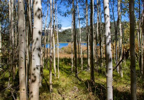 Grove Of Aspen Trees Around Spooner Lake Stock Photo Image Of Trees