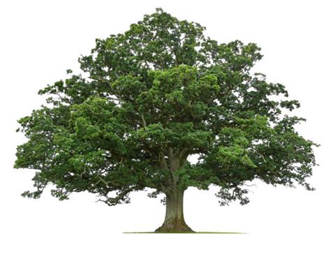 Oak Tree Stock Photos Pictures And Royalty Free Images Istock
