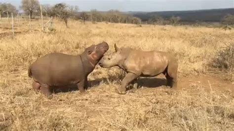 Baby Hippo And Baby Rhino Are Best Friends Baby Rhino Baby Hippo