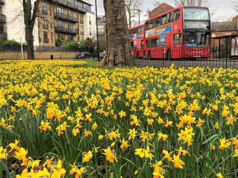Spring Flowers In London Best Places To See Spring Blossoms