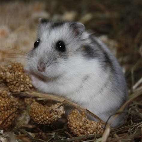 Hamster Dwarf Winter White Russian Nilufar