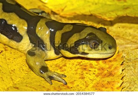 Closeup Barred Tiger Salamander Ambystoma Mavortium Stock Photo