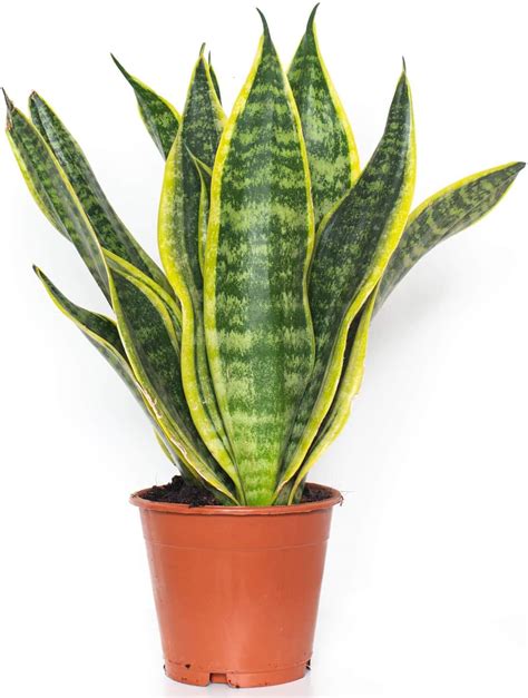 Maybe you would like to learn more about one of these? Types Of Snake Plant (With Pictures)| Succulents Network