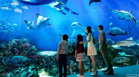 Sea Aquarium Ticket Sentosa Singapore Klook