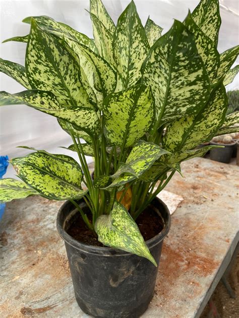 These 17 Low Light Houseplants That Can Survive Darkest Corner Of Your