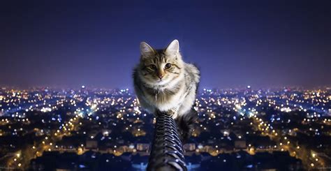 Psbattle Bad Ass Cat Sitting On A Railway On A Skyscraper R