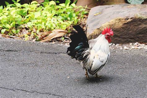 11 Japanese Chicken Breeds You Should Know
