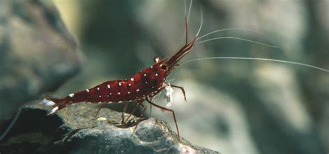 Dwarf Freshwater Shrimps An Overview TFH Magazine