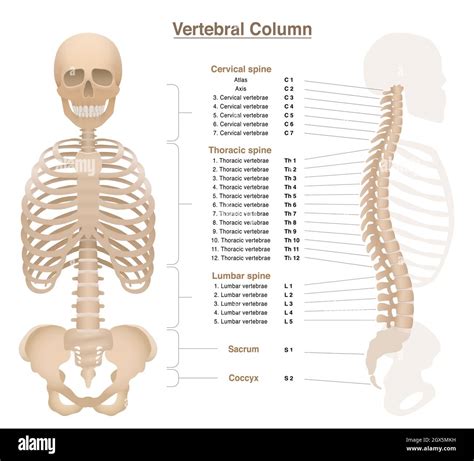 Skeleton With Spine Thorax Pelvic Bone And Skull Labeled Vertebral Column Chart With Names