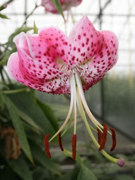 Buy Lily Bulbs Speciosum Var Rubrum Uchida Species Lily Gold Medal