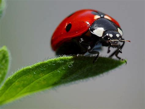 Royalty Free Photo Red Ladybug On Green Leaf Closeup Photography Pickpik