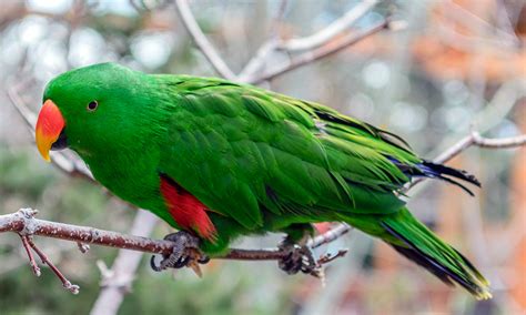 Featured Animals Eclectus Parrot Cmzoo