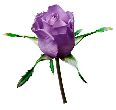 Single Purple Rose Stock Photos Pictures And Royalty Free Images Istock