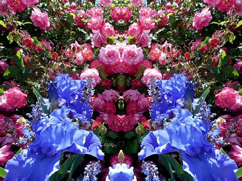 Mirrored Iris And Roses Photograph By Maureen Rose Fine Art America