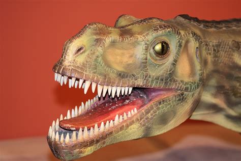 Dino Dinosaurus Pravěku Fotografie Zdarma Na Pixabay