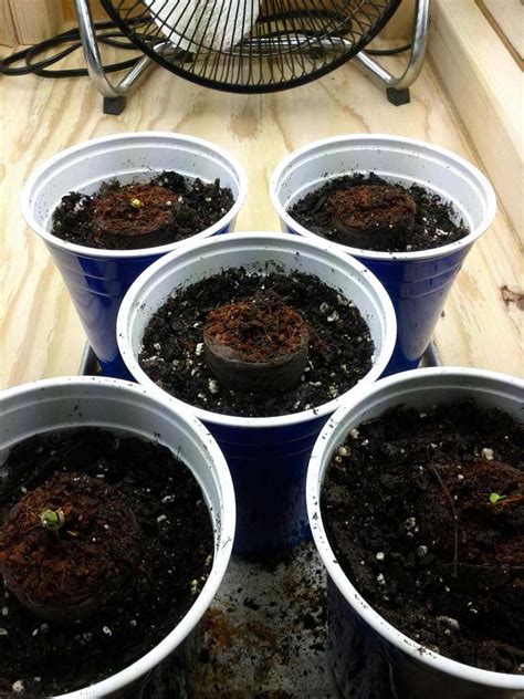 Check spelling or type a new query. How do I germinate marijuana seeds? | Grow Weed Easy
