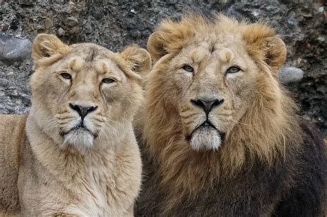 lions lions photo  fanpop