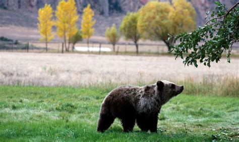 Return Of Grizzly Bears To Utah Barely Possible News Sports Jobs