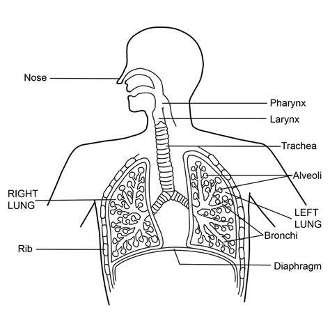 What Is The Respiratory System Diagram And Function Hubpages