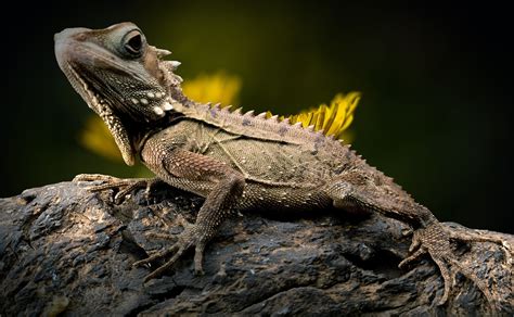 The Boyds Forest Dragon Is A Rainforest Dwelling Lizard Of North