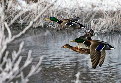 This Is Why We Duck Hunt Duckhunting Waterfowlhuntingtips Duck