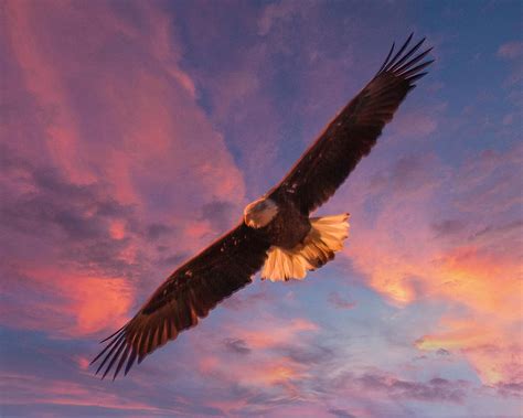 Eagle At Sunset Photograph By Deb Henman Fine Art America