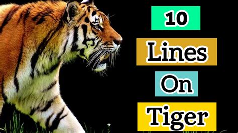 10 Lines On Tiger Essay On Tiger In English Little Champ Nitara