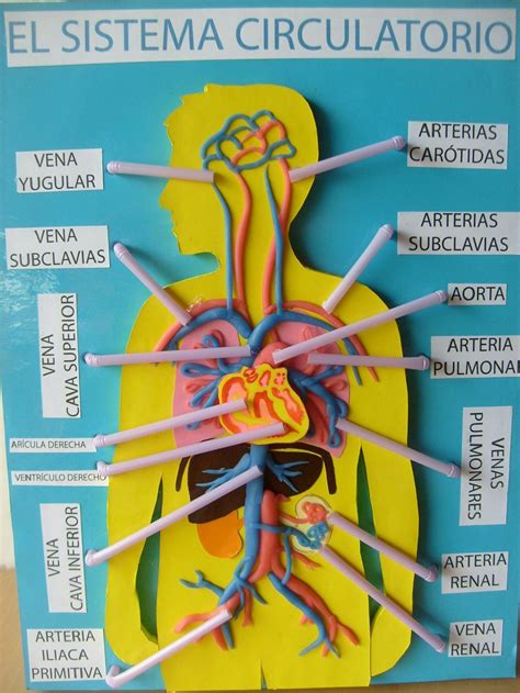 Resultado De Imagen Para Maquetas Del Sistema Circulatorio Sistema