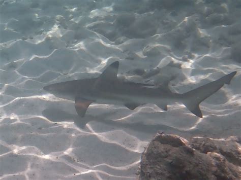 Juvenile Black Tip Reef Shark Off Phi Phi Le Tasting The World
