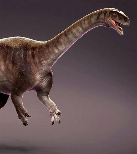 One Of The Earliest Of The Long Necked Dinosaurs Has Been Dug Up In Brazil