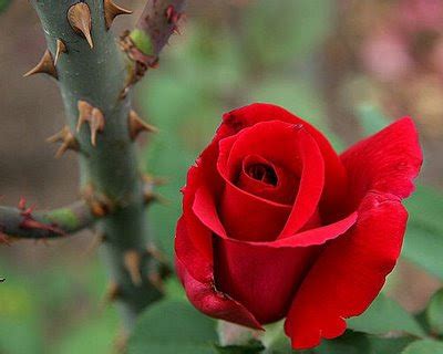 If you've ever picked up a rose quickly or without thinking, then chances are you've failed the pain of a thorn prick. A Jewel Divinely Rare: A Rose or a Thorn - What Do You See?