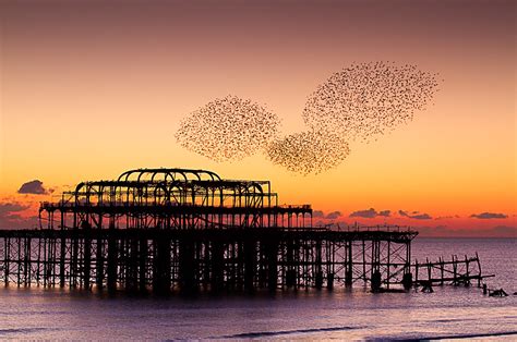 Starlings Taking The Mickey West Pier Brighton Flickr